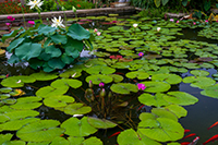 Hill Country Water Gardens 240605