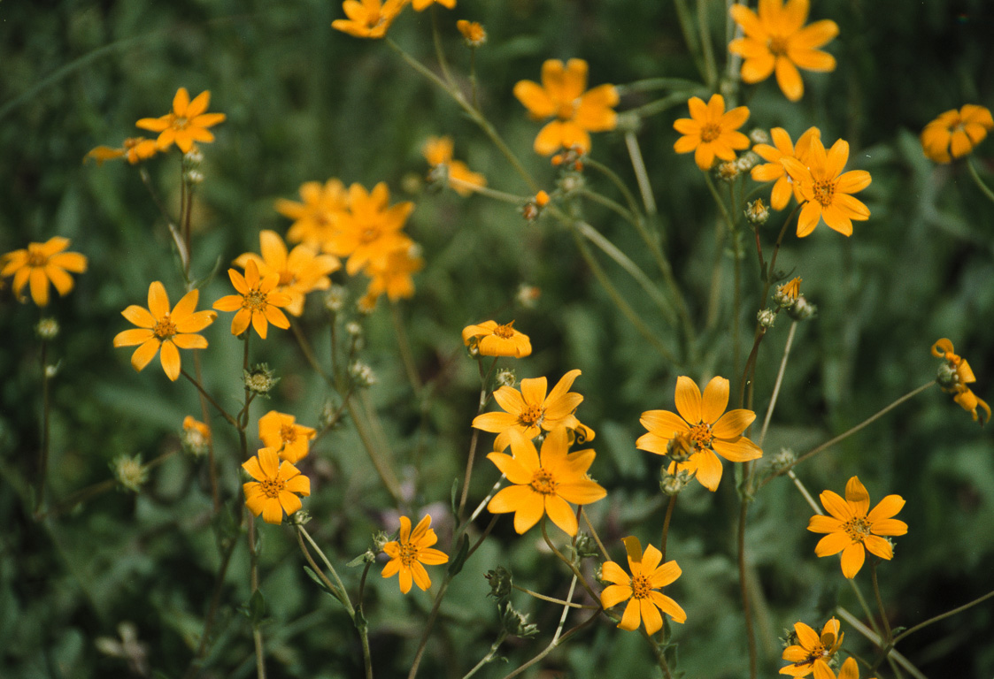 Yellow flowers