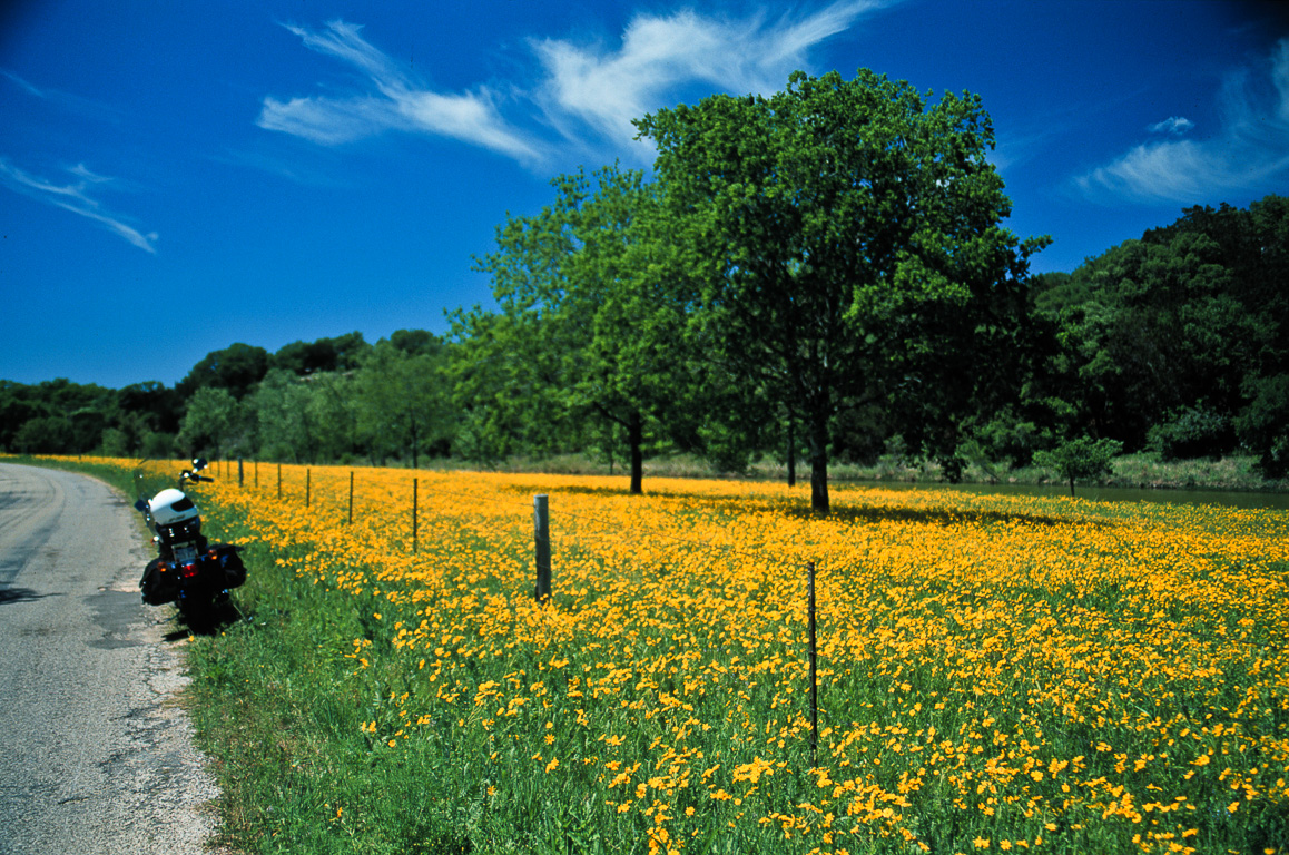 Yellow flowers near Dripping Springs