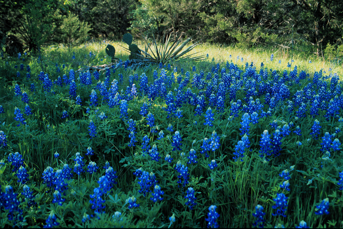 Bluebonnets on Park Road 4