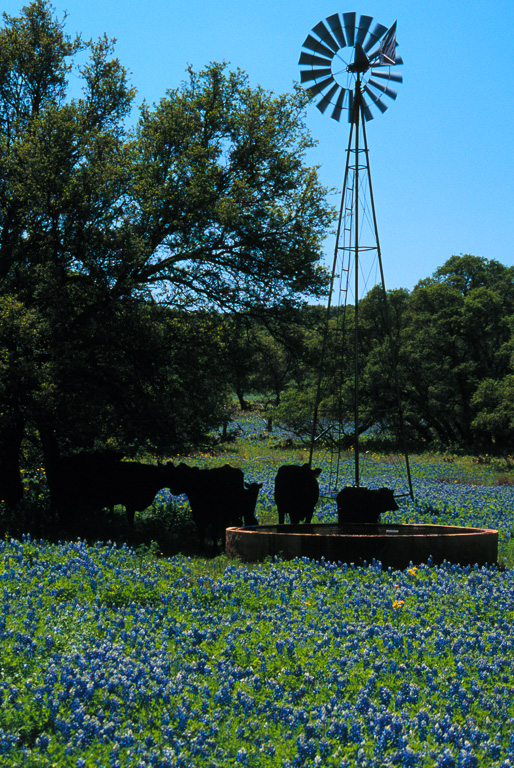 Cows, windmill & bluebonnets