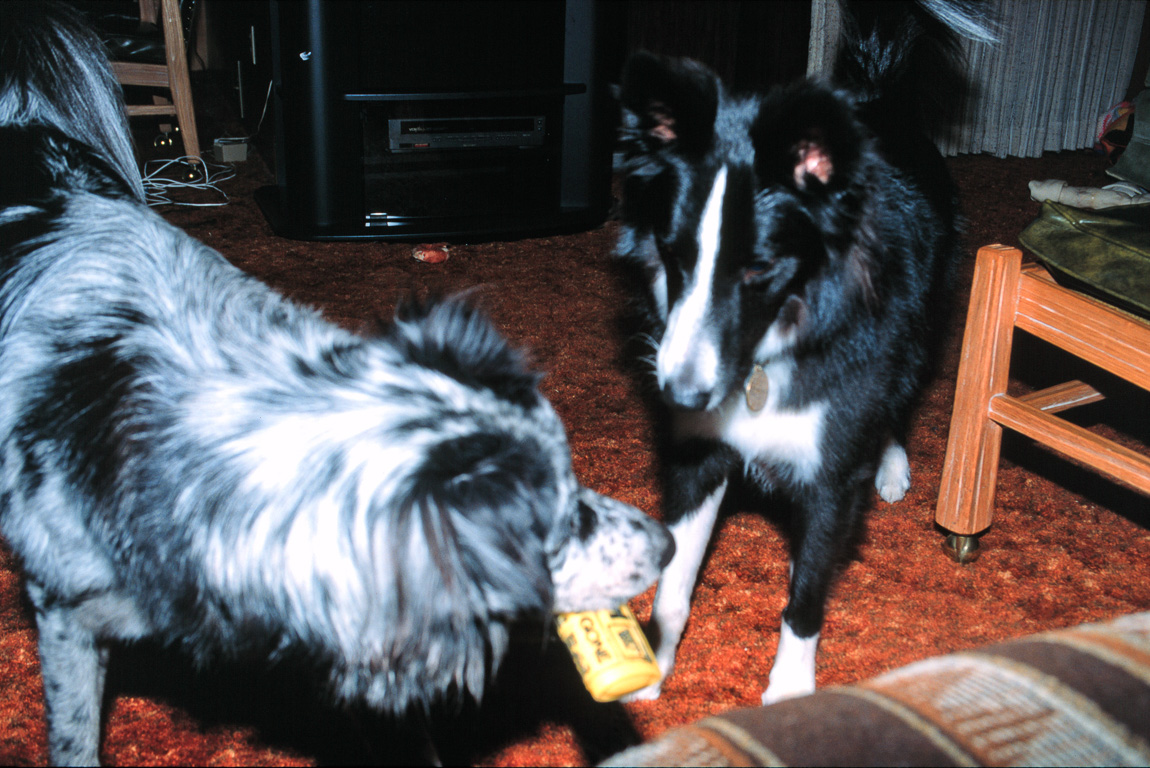 Wahoo & Andy want the same toy