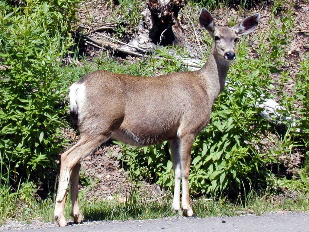 A deer near Ruidoso