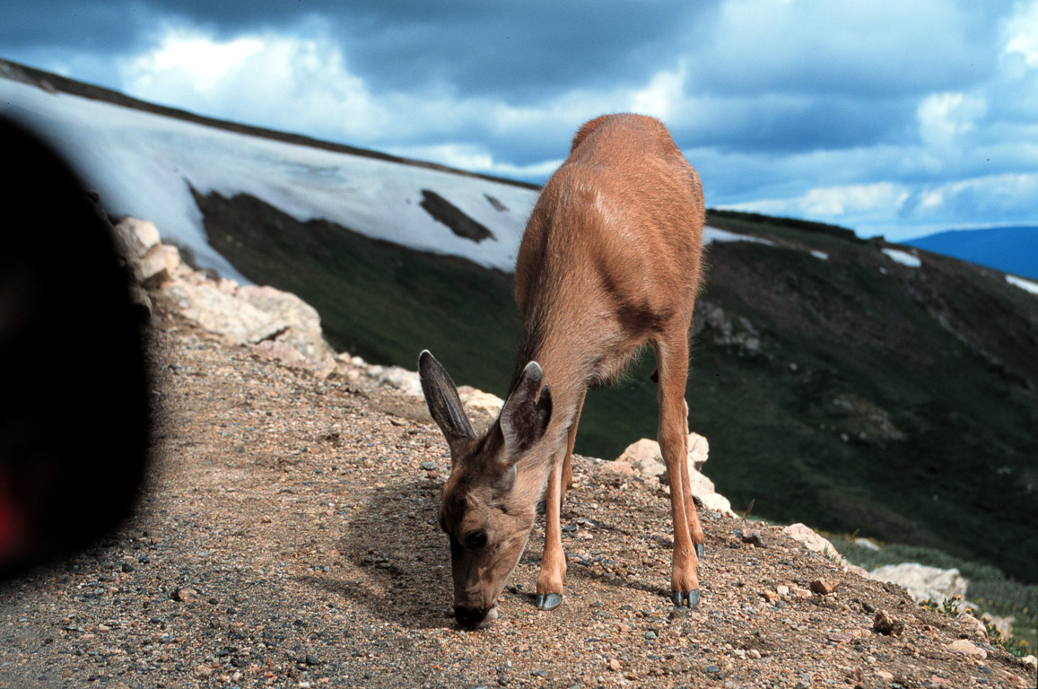 A deer in Rocky Mountain National Park