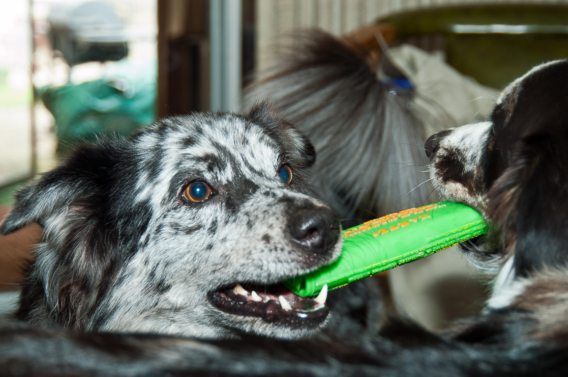 Wahoo & Skyy want the same toy