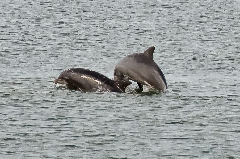 Dolphins playing at Hilton Head