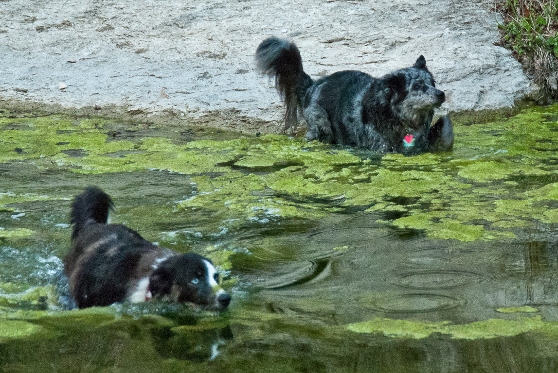 Skyy & Wahoo in Walnut Creek