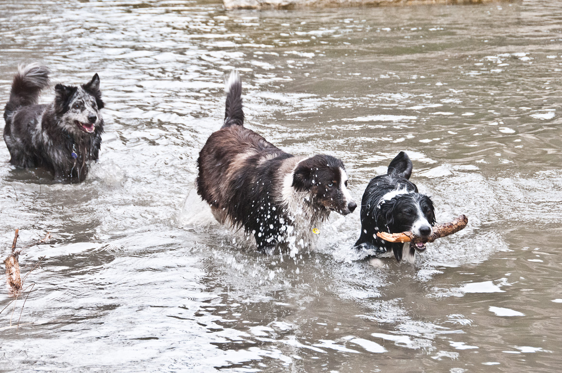 Wahoo, Skyy & Casey in Walnut Creek