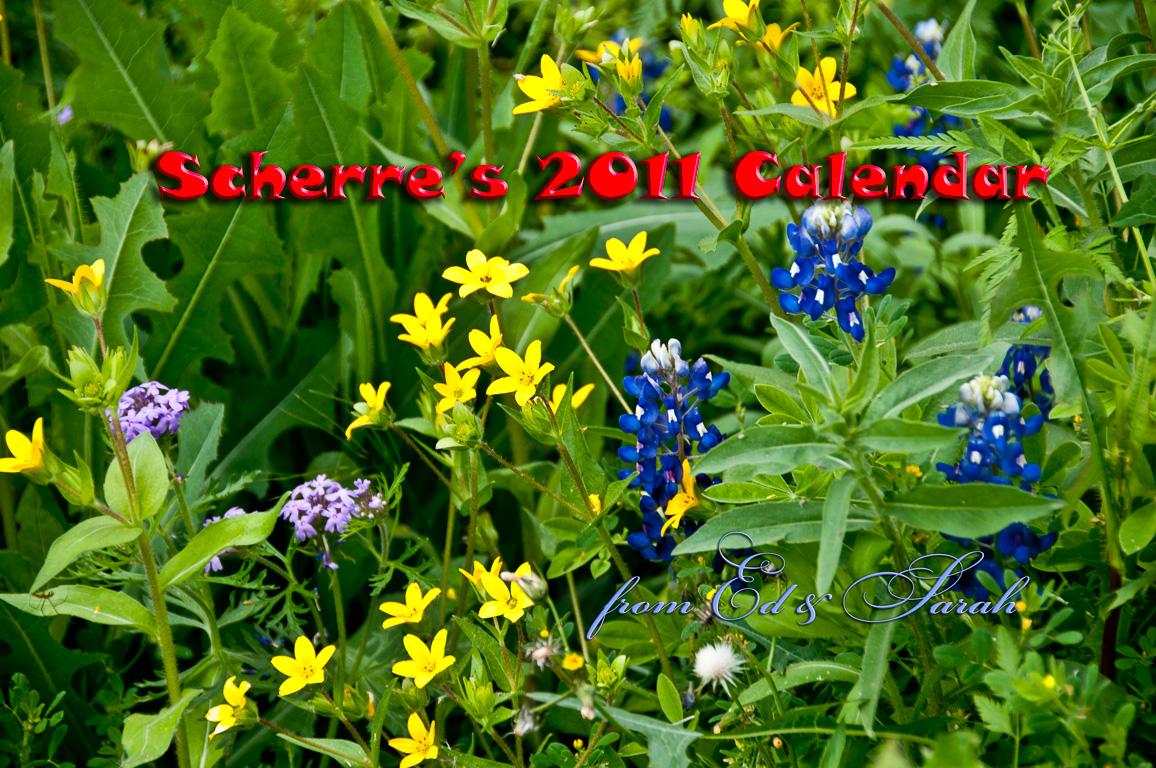 Wildflowers at Walnut Creek