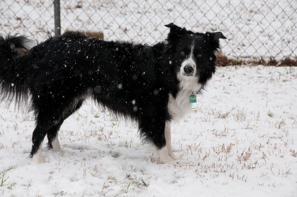 Casey in the snow