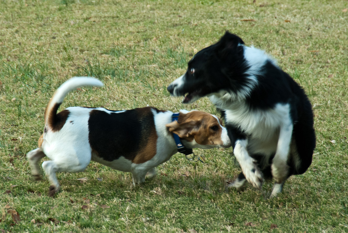 Casey and Boris playing