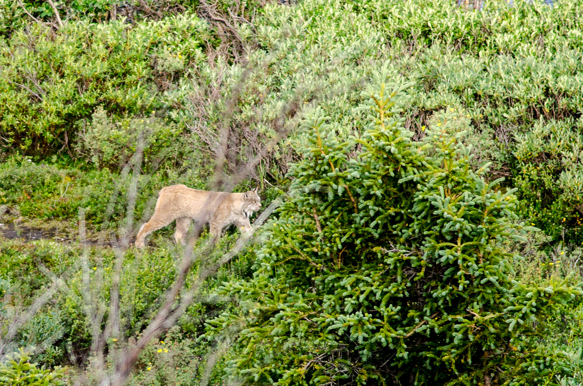 A lynx in Denali