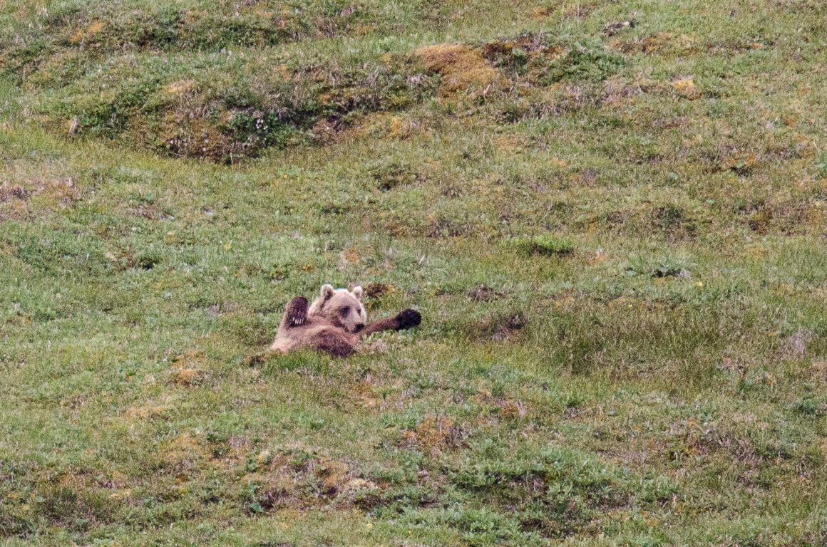 Kantishna Experience Bus Tour through Denali National Park