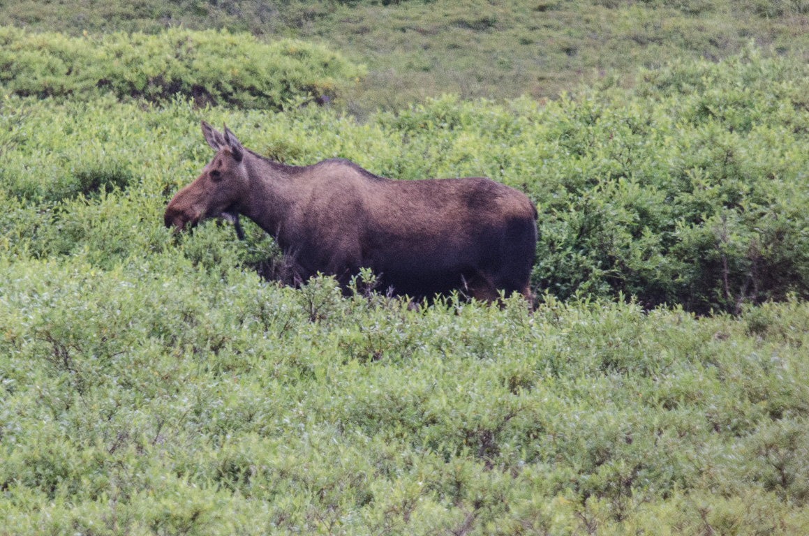 A moose in Denali