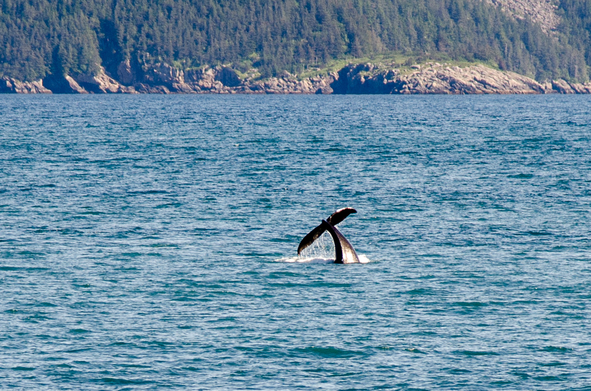 Humpback whales