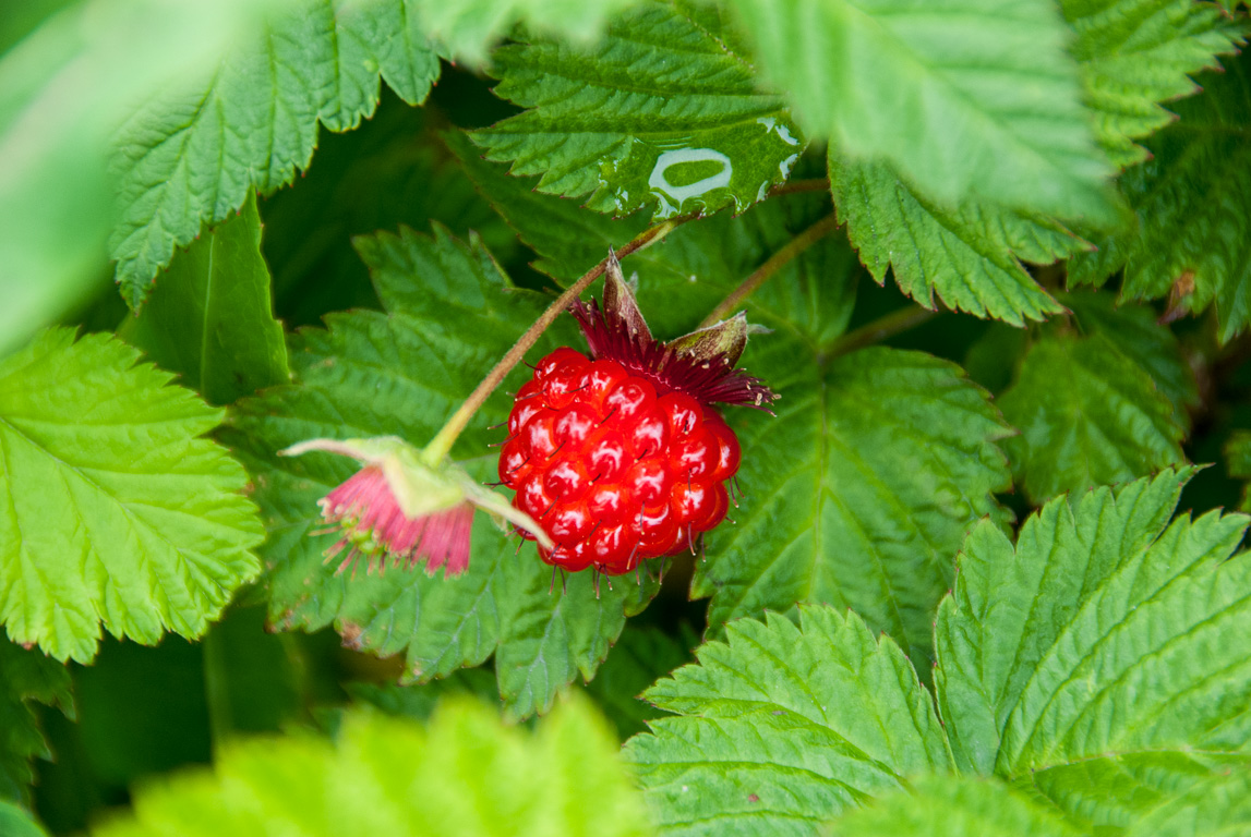 Salmon berries (we ate some)