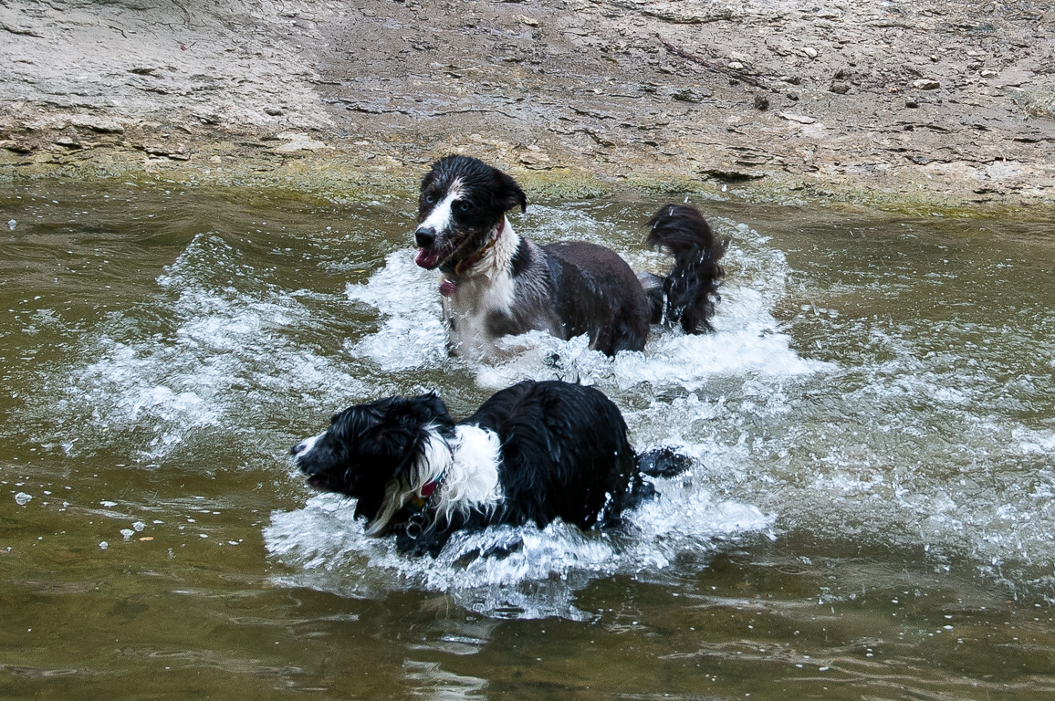 Casey & Skyy in Walnut Creek