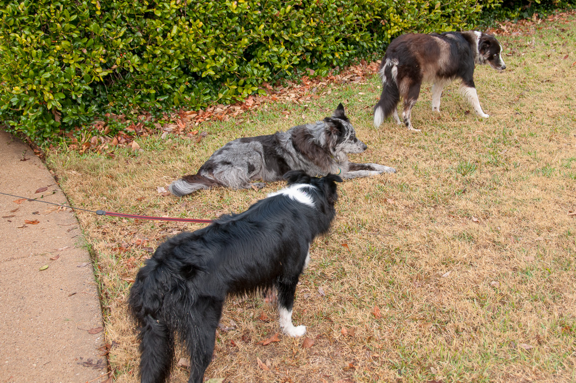 Casey, Wahoo & Skyy