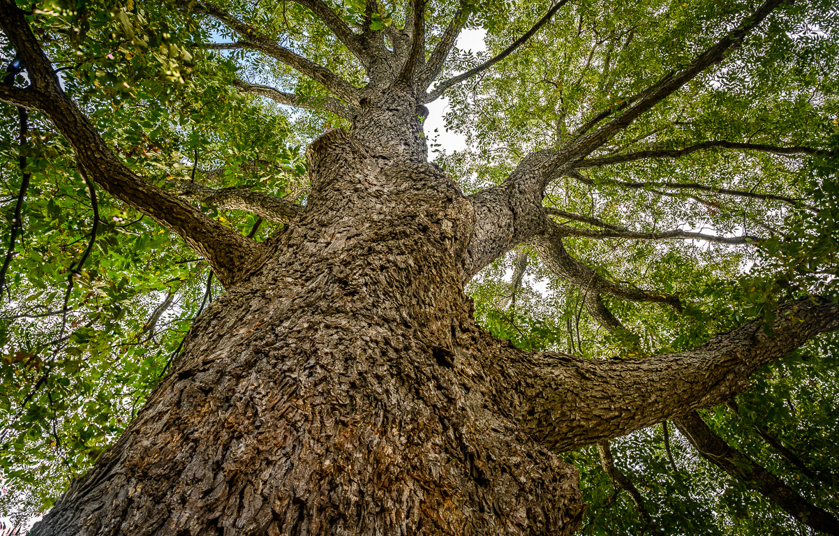 The Mighty Pecan