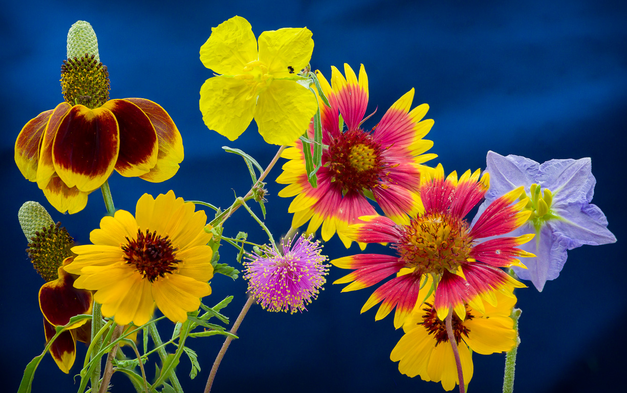 Texas May Wildflowers