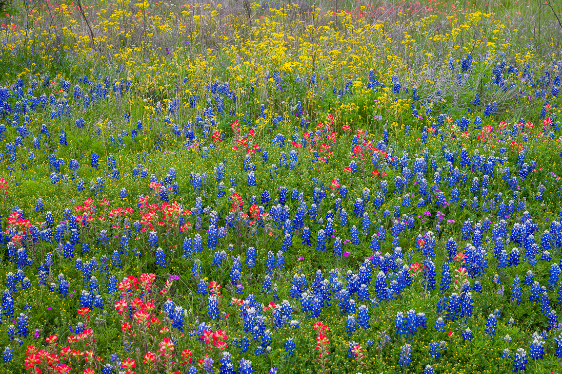 Wildflowers in Central Texas, March 30, 2024