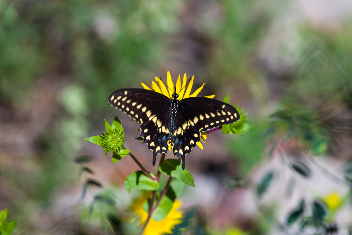 LIncoln National Forest