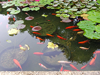 Hill Country Water Gardens 240605