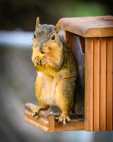 Hungry Squirrel - 1st Place